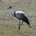Wattled-Crane---Ethiopia-2013