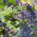 Bumblebee Hummingbird - Cerro de San Juan 2017_00068