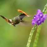 Rufous-crested Coquette by Nick Bray