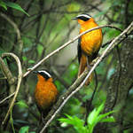 White-browed Robin-chats