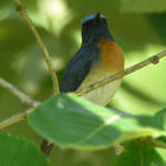 Blue-throated Flycatcher