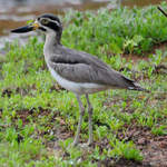 Great-Thick-knee