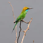 Little-Green-Bee-eater