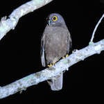 Hume's Hawk-owl