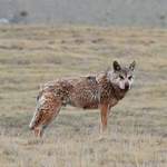Wolf-Qinghai by Nick Bray