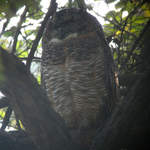Mottled-Wood-owl-1