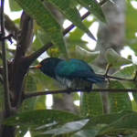 Asian-Emerald-Cuckoo