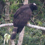 Black-Hawk-eagle