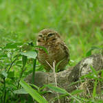 Burrowing-Owl