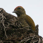 Yellow-eared-Woodpecker