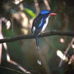 Common-Paradise-Kingfisher-
