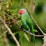 Red-cheeked-Parrot