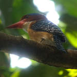 Banded-Kingfisher